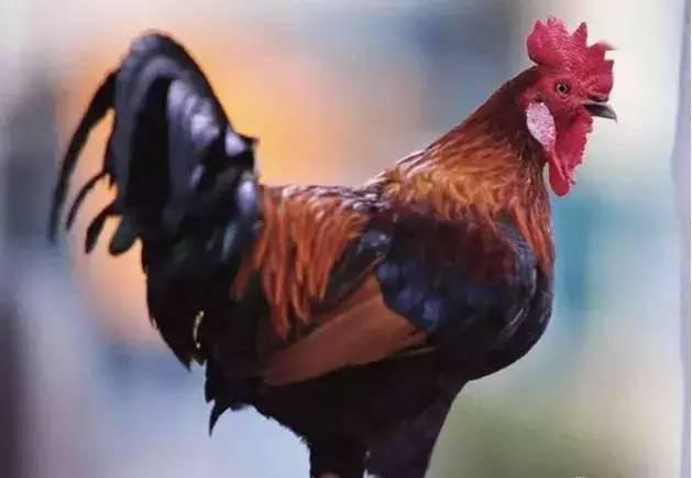 公鸡原神爆料视频大全,揭秘公鸡角色爆料视频全解析  第2张